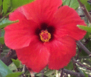 Blühender Hibiskus